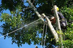 庭木・大木・山林の樹木伐採
