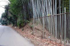 竹藪・竹林伐採