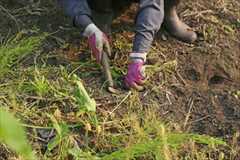 一戸建て 一軒家 お庭の草抜き、草むしり
