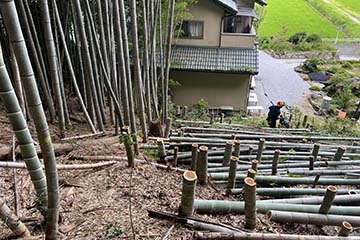 竹林、竹藪の伐採